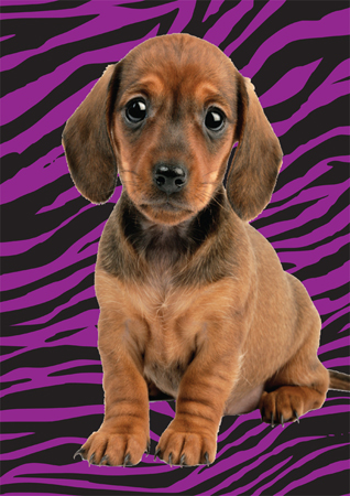 Dachshund with Tiger Print