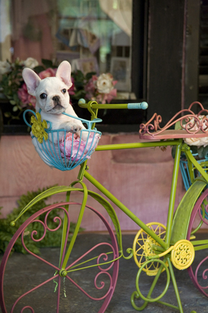 French Bulldog in Bike Basket