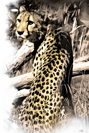 King Cheetah