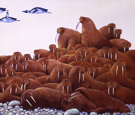 Walrus Congregation