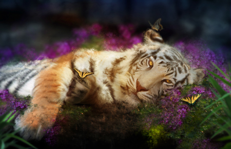 Tiger Dreams