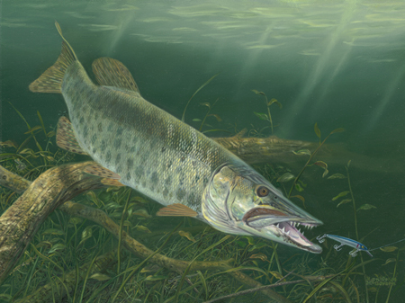 A Muskie Lunging (NPI)