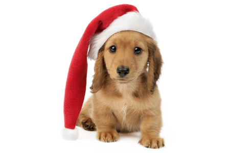 Santa Pup (C588)