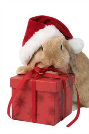 Christmas Bunny (C589)