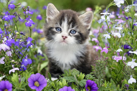 Kitten in the Flower Garden (CK479)