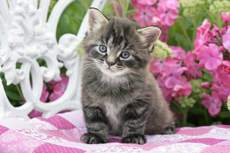 Kitten on Garden Seat (CK480)