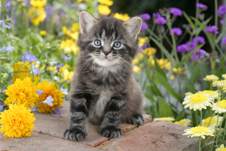 Kitten in Flowers (CK481)