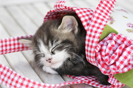 Sleeping Kitten in Handbag (CK482)