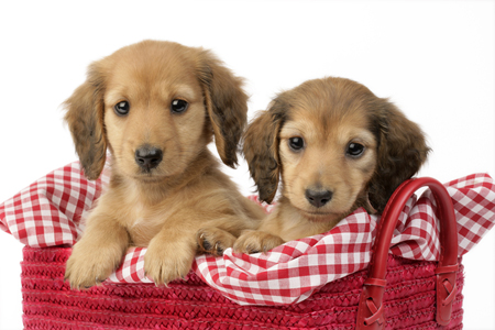 Dachshund Pups in Basket (DP758)