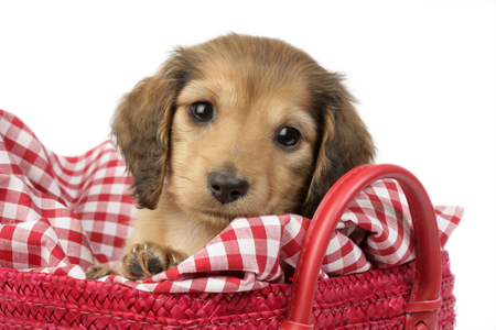 Dachshund Puppy in Red Basket (DP759)