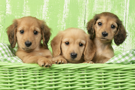 Dachshunds in Lime Green (DP761)