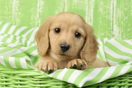 Dachshund Puppy in Lime Basket (DP762)