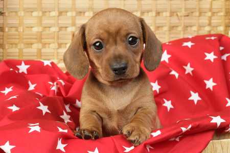 Puppy in Star Blanket (DP765)