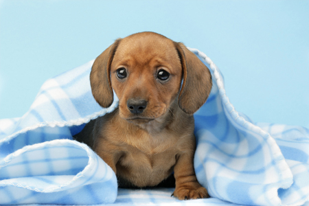 Dachshund Pup in Blue Blanket  (DP766)