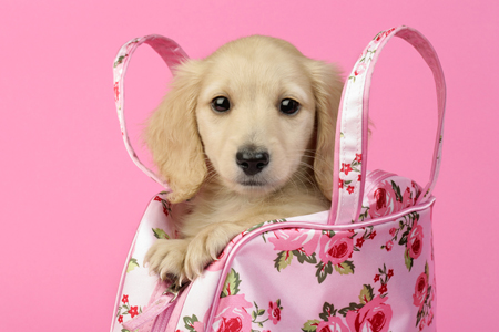 Pup in Rose Handbag (DP767)