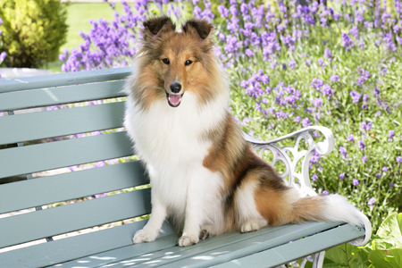 Shetland Dog on Bench (DP768)