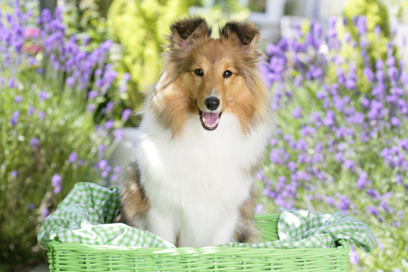 Shetland in Garden Basket  (DP769)