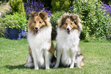 Shetland Dogs in the Garden (DP770)