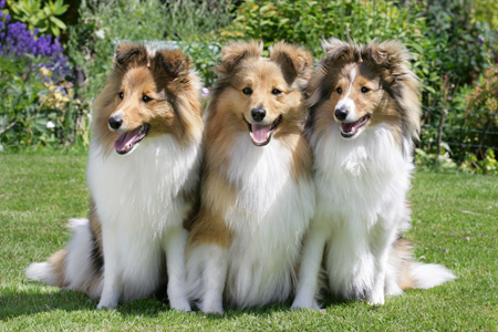 Three Shetland Dogs (DP771)