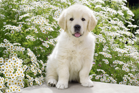 Puppy in Daisies (DP775)