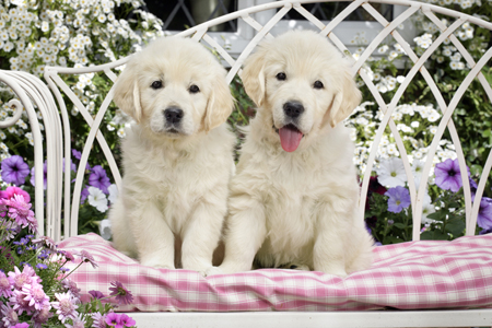 Puppies in Flower Garden (DP776)