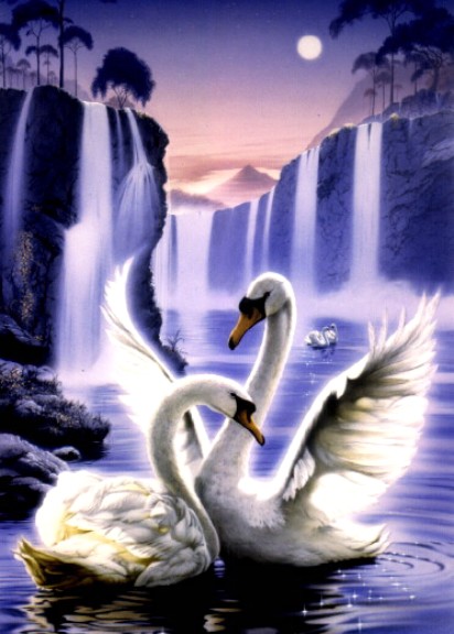 Swan Dreams