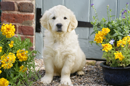 Puppy at the Garden Gate (DP777)