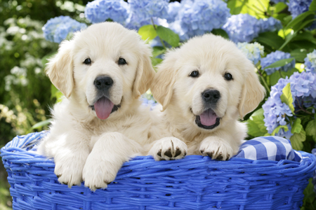 Pups in Blue Garden Basket (DP778)