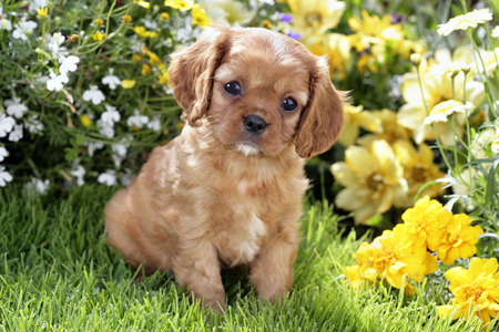 King Charles Pup with Flowers (DP779)