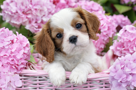 Pup in Pink Flowers (DP780)