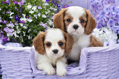 King Charles Pups in Lavender (DP781)