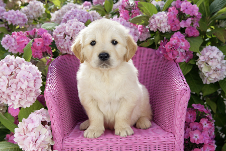 Pup on Pink Chair (DP782)