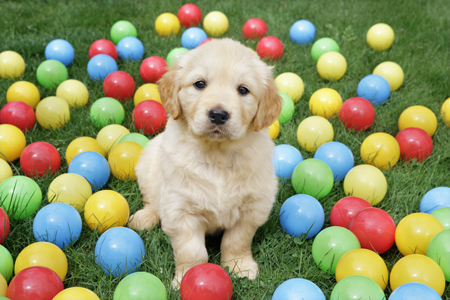 Puppy with Balls (DP783)