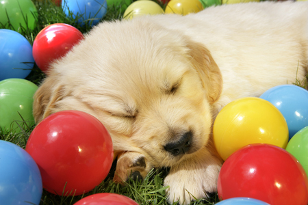 Puppy Asleep with Balls (DP784)