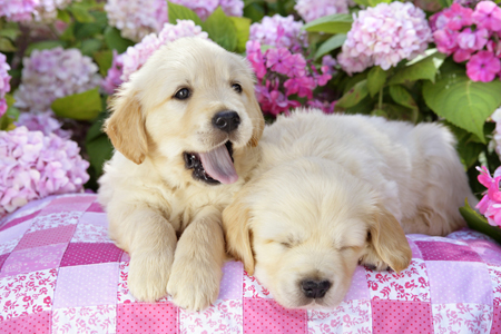 Pups on Garden Quilt (DP785A)