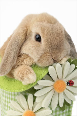 Bunny in Daisy Bag (EA556)