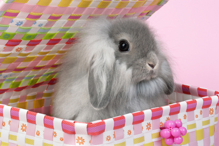 Bunny in Woven Basket (EA557)