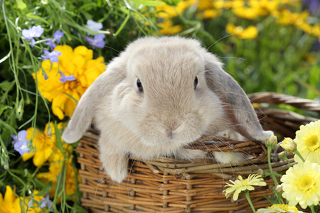 Bunny in Garden Basket (EA558)