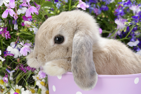 Bunny in Flower Garden (EA559)