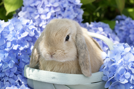 Bunny in Blue Flowers (EA560)