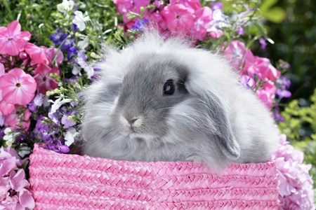 Bunny in Pink Basket (EA561)