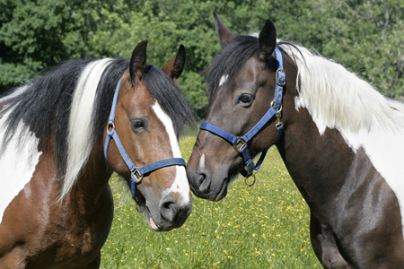 Two Meadow Horses (H137)