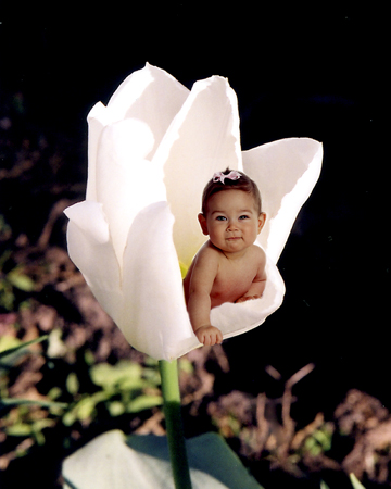 Baby in White Tulip