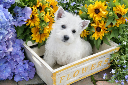 Flowerbox Puppy DP786