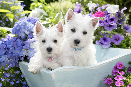 Two White Pups in Flowerbox DP787