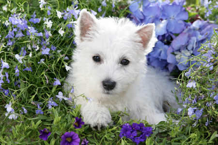 Little Westie DP788