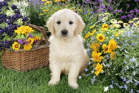 Retriever Pup in Flowers DP789