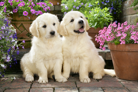 Two Puppies by Flowerpots DP790