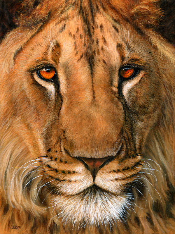 Lion Portrait