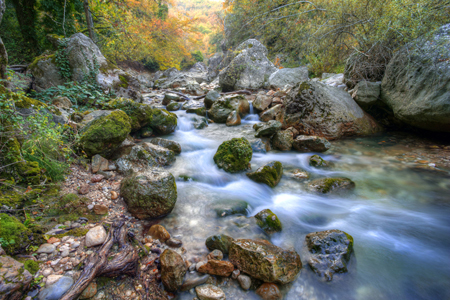 Forest Stream (LA533)